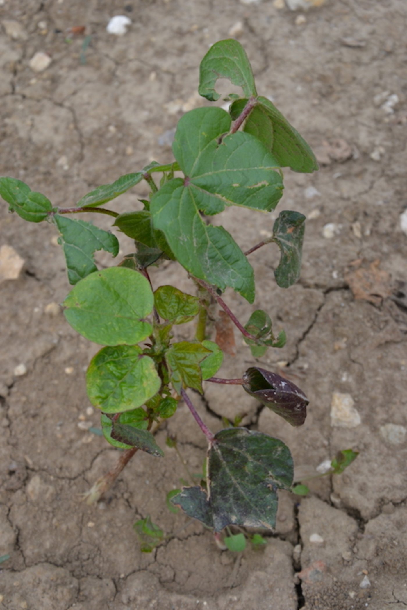 Neben Getreide wachsen exotische Kulturen wie Baumwolle. In Attiswil friert diese Kultur jedoch ein bisschen.
