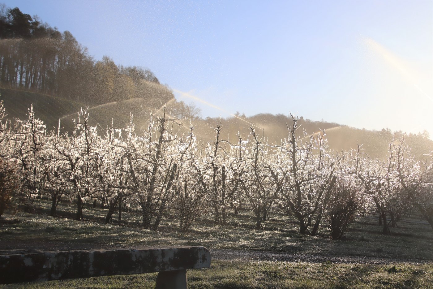 Eine bewässerte Obstanlage. (Bild Roland Müller)