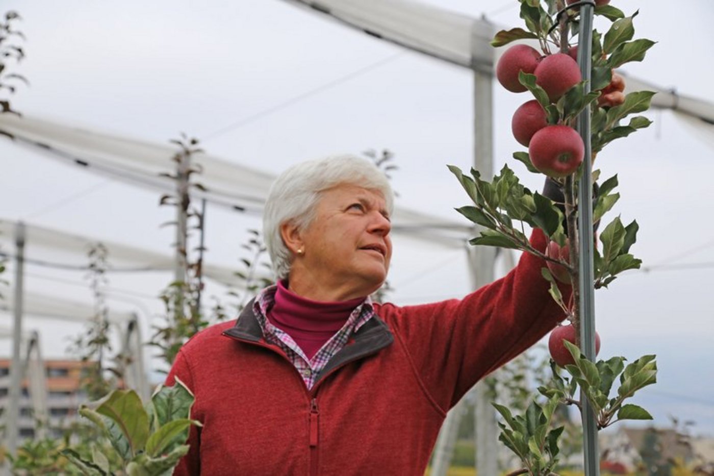 Apfel ist nicht gleich Apfel, aber jeder ist gesund: Eva Arrigoni. (Bilder lid)