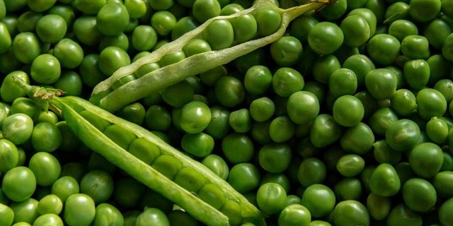 Normalerweise werden Erbsen ohne Hülse verzehrt, da diese meist nicht geniessbar sind. (Bild Pixabay)