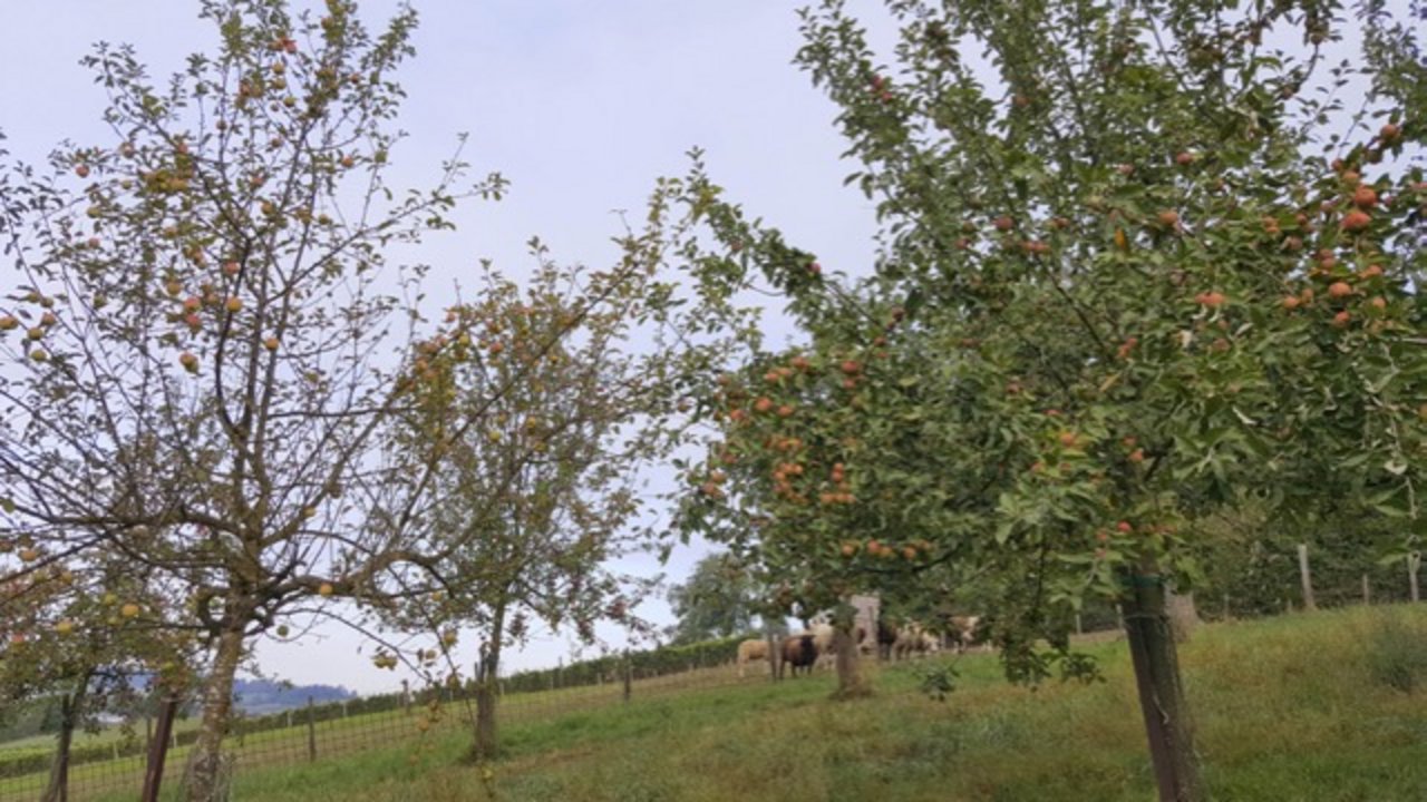 Vergleich zwischen einer marssonina-robusten (rechts) und einer anfälligen Sorte (links). Der Baum links hat zahlreiche Blätter verloren.