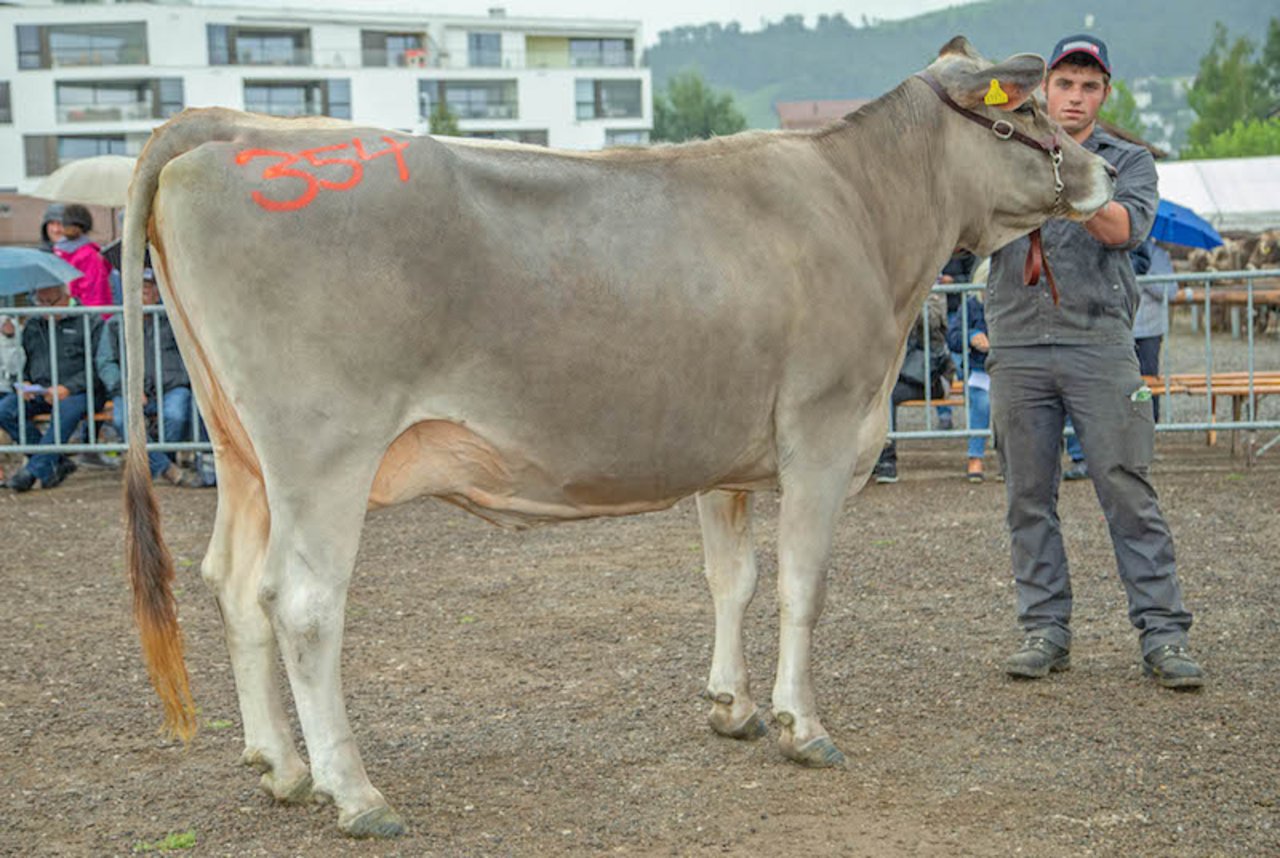 Britta: Diese Kuh ist 13'500 Franken wert. (Bild Braunvieh Schweiz)