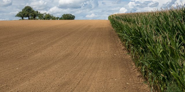 Temperatursummen-Karten könnten die Sortenwahl im Maisanbau erleichtern. (Bild Agroscope/Brändle)