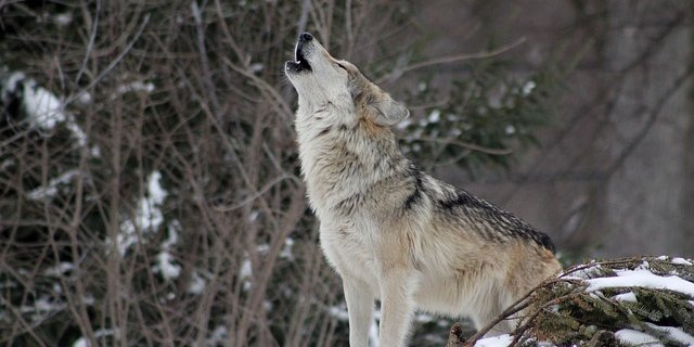 Die Teilrevision des Jagdgesetzes macht besonders wegen des Wolfs Furore. (Bild pixabay)