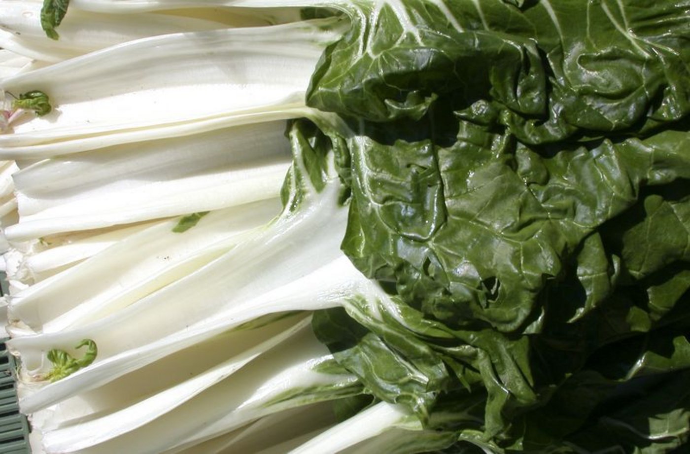 Krautstiele - auch Swiss Chard genannt. (Bild lid) 