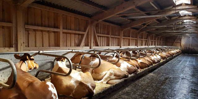 Die Zahl der unangemeldeten Grundkontrollen habe im letzten Jahr zugenommen, schreibt das Bundesamt für Lebensmittelsicherheit und Veterinärwesen (BLV) in einer Mitteilung. (Bild Nadine Neukomm/landwirtschaft.ch)