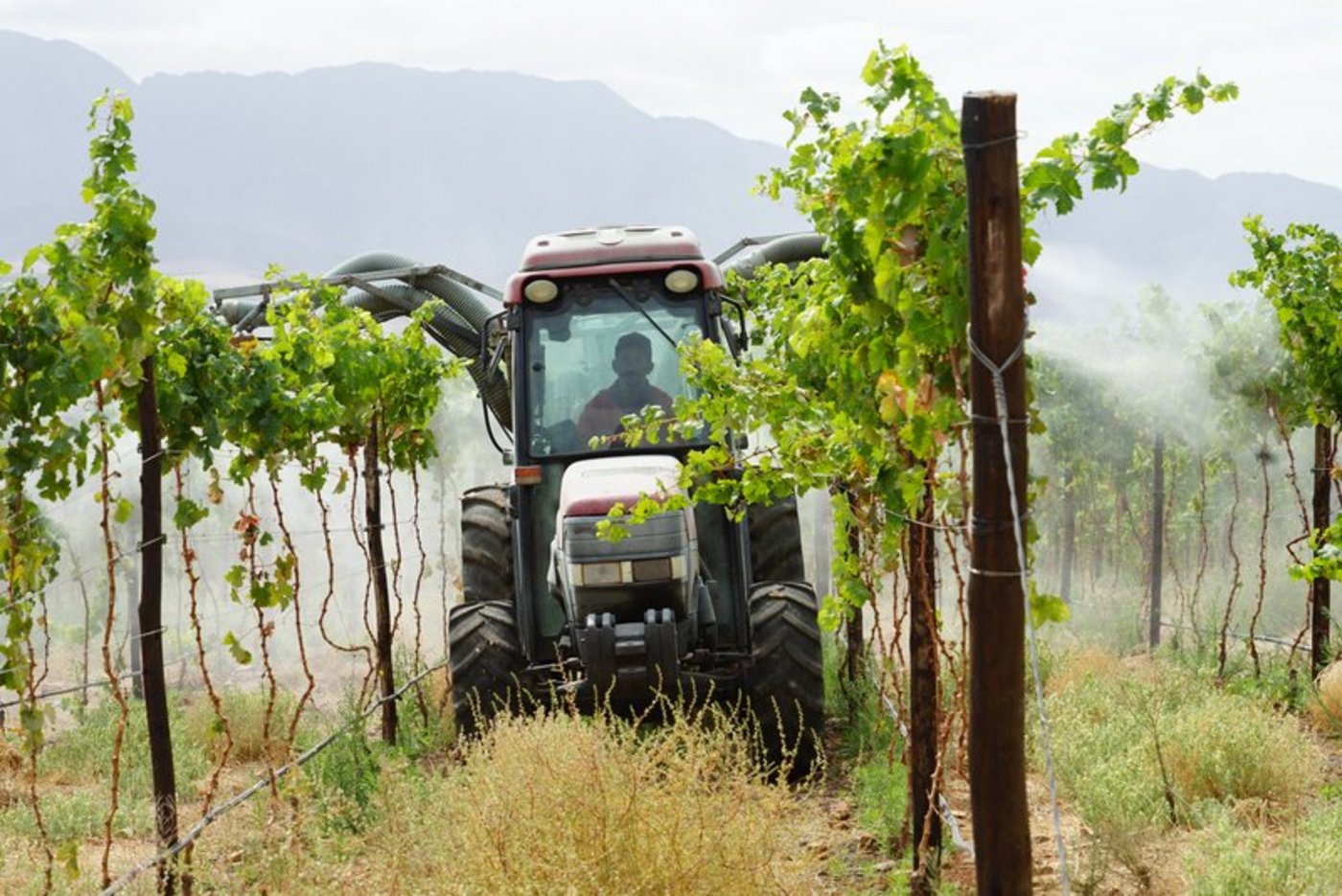 Exportschlager Wein: Derzeit kultivieren mehr als 3300 Winzer rund 99‘500 Hektar Reben. (Bild mr) 