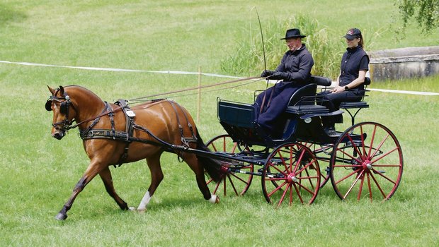 Nelia vom Sagenhof von Roland Kathriner wurde im Fahren mit 8,71 benotet und gewann den Feldtest in Eiken.(Bild Ruth Aerni)