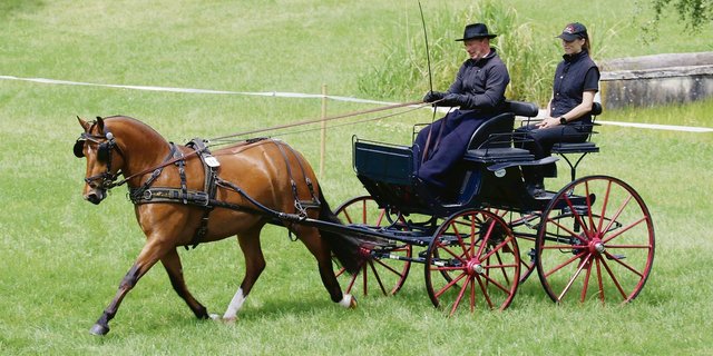 Nelia vom Sagenhof von Roland Kathriner wurde im Fahren mit 8,71 benotet und gewann den Feldtest in Eiken.(Bild Ruth Aerni)