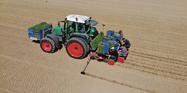 Die Zuckerrüben-Setzlinge werden mit der Tabakpflanzmaschine gepflanzt. Dafür werden sieben Personen benötigt – sechs von ihnen auf der Setzmaschine, eine zum Fahren. (Bild Thomas Alfoeldi)