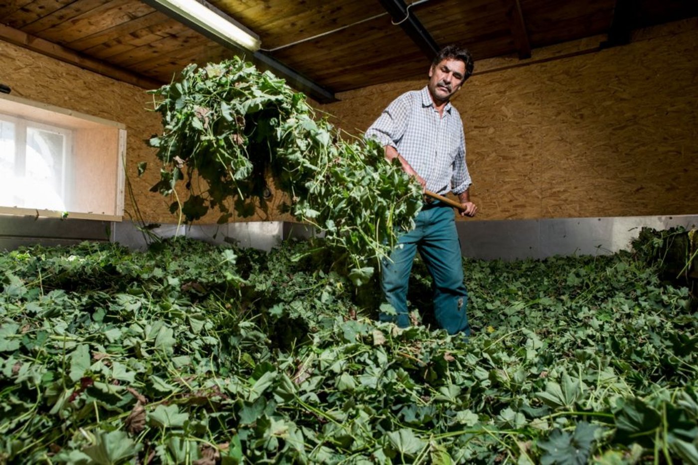 Reto Roselli bei der Arbeit. (Bild: Benjamin Hofer)