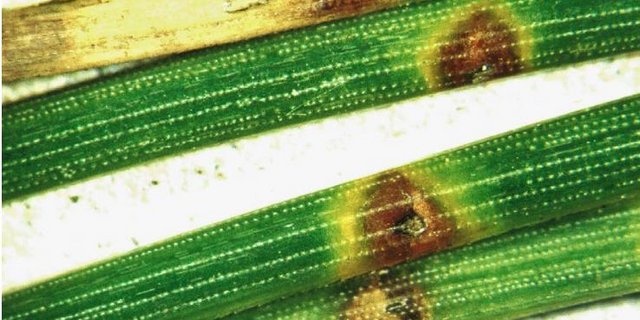 Die drei Krankheitserreger sind im Feld kaum unterscheidbar, daher gilt die neue Strategie für alle drei Erreger, unabhängig vom Verbreitungsgrad. (Bild zVg)