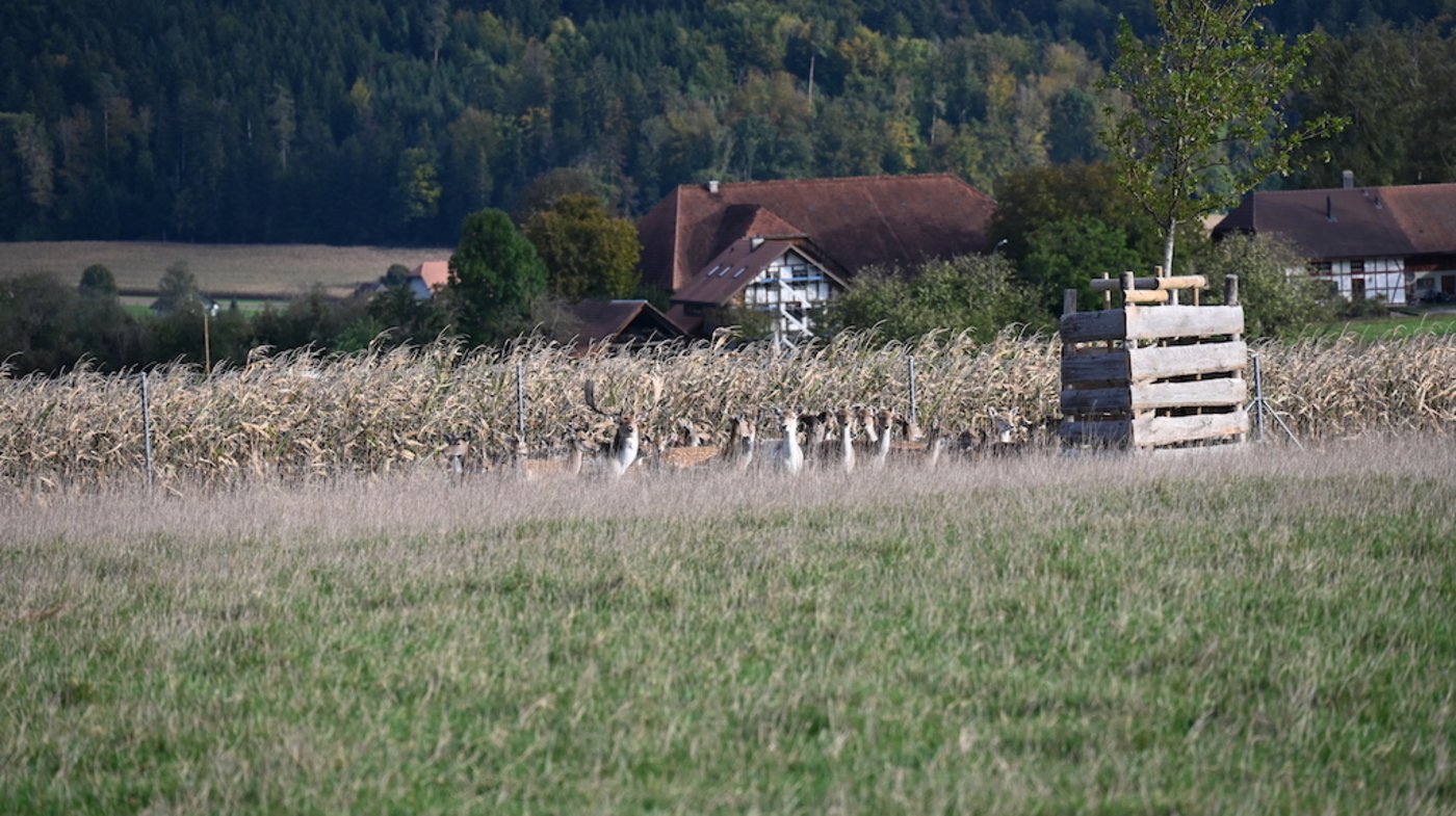 Die Tiere beobachten die Besucher im Gehege ganz genau, jederzeit bereit, sich soweit weg wie möglich von ihnen zu bewegen. 