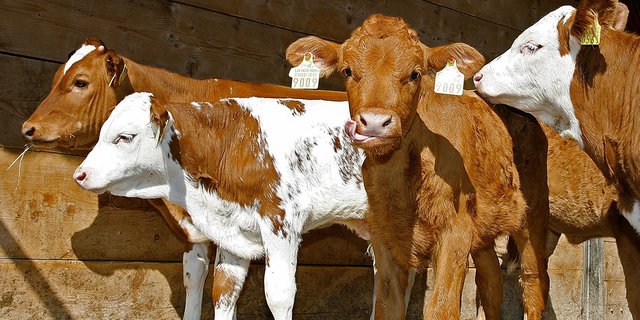 Für die Naturafarm-Kälber gibt es Verlängerung: 2019 wird die Prämie unverändert weiterbezahlt. (Bild pd)