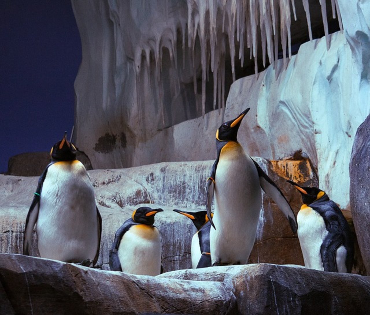 Die Pinguine sind zurück. Am Donnerstag sollen die Pinguin-Spaziergänge wieder starten. (Bild pixabay)