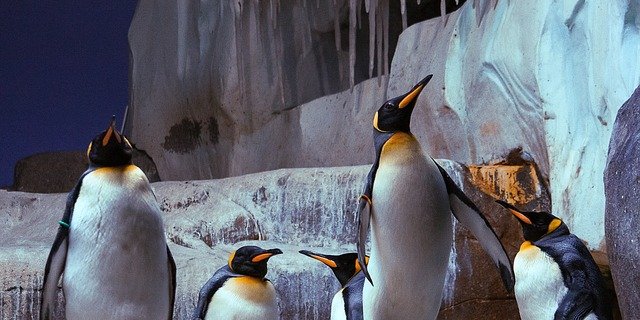 Die Pinguine sind zurück. Am Donnerstag sollen die Pinguin-Spaziergänge wieder starten. (Bild pixabay)