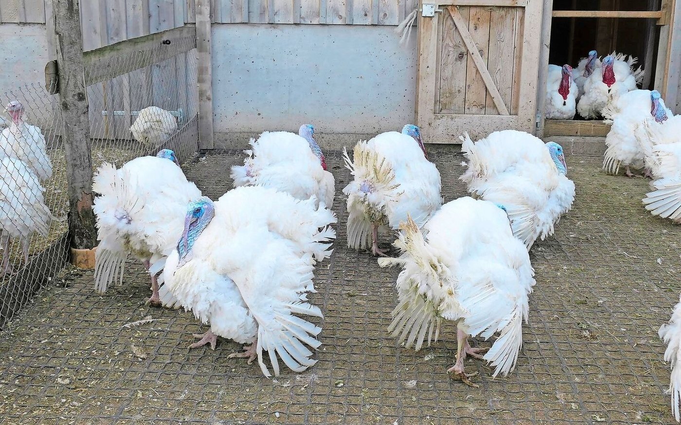 Die Truthähne (Bild) werden mit etwa 6 Monaten geschlachtet, die Hennen bereits mit 4 Monaten.