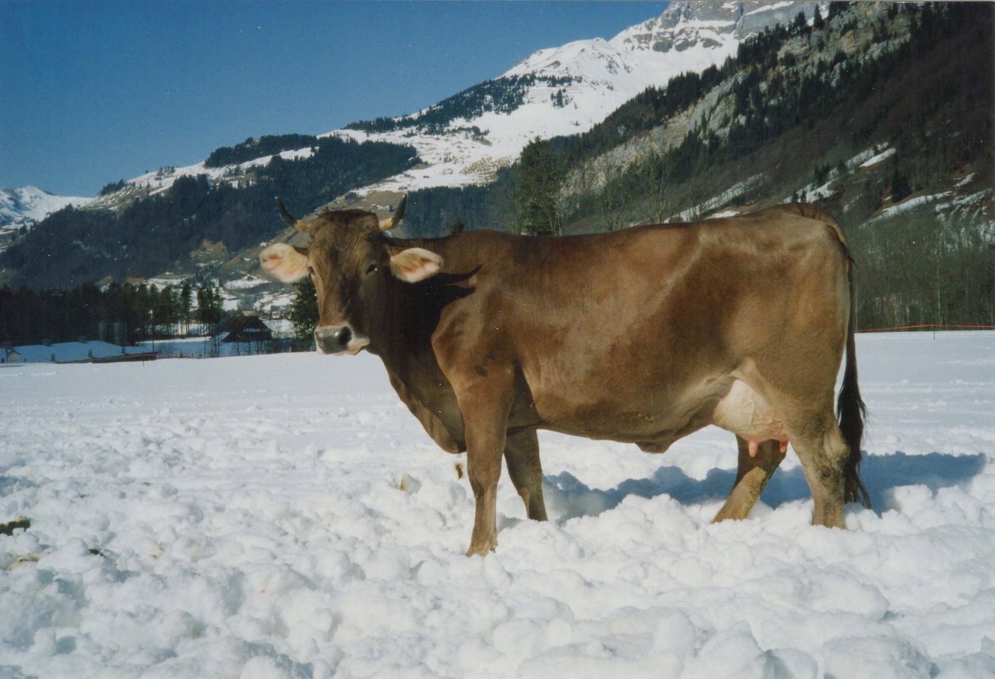 Simona (V: Jinx King) von Ruedi Zelger war "Engelberger Königin" am 75-Jahr-Jubiläum im Jahr 1993. (Archivbild Paul Küchler)