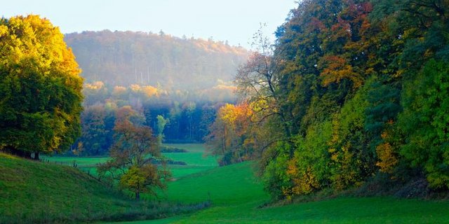 Aargauer Wald im herbst