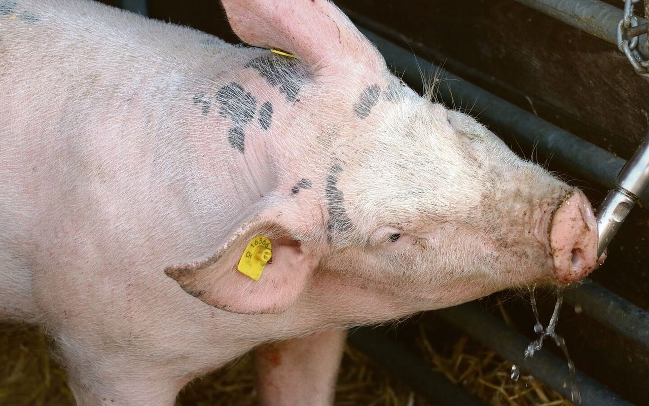 Nippeltränken sind die am weitesten verbreiteten Tränkeanlagen in der Schweizer Schweinehaltung. Dem natürlichen Trinkverhalten entsprechen sie aber nicht. Daher nehmen die Tiere durch die Nippeltränken auch weniger Wasser auf. 