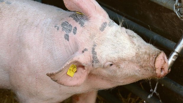 Nippeltränken sind die am weitesten verbreiteten Tränkeanlagen in der Schweizer Schweinehaltung. Dem natürlichen Trinkverhalten entsprechen sie aber nicht. Daher nehmen die Tiere durch die Nippeltränken auch weniger Wasser auf. 