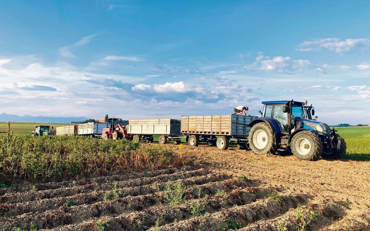 Ausnutzen der kühlen Morgenstunden: Kartoffelernte auf dem Landwirtschaftsbetrieb der Familie Maurer in Kirchlindach BE.Die Paloxen stehen für die Knollen bereit.