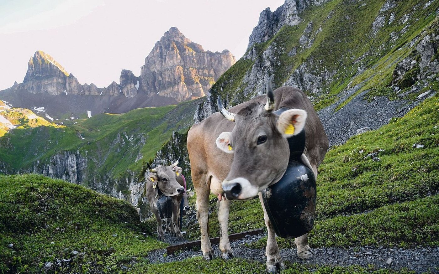 Vom Heimbetrieb im Schächental zum Kinzigpass sind knapp 800 Höhenmeter zu überwinden.