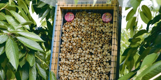 Die Mauerbienen haben sich in ihren Röhren verpuppt.(Bild jsc)