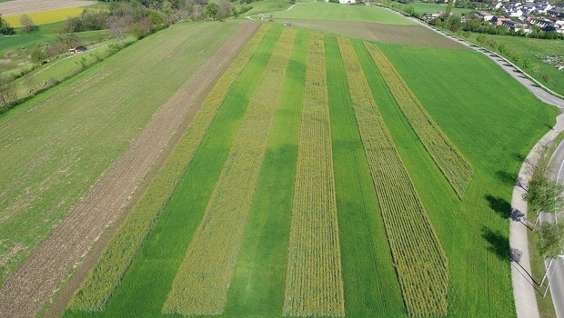 Triticale und Raps w Triticale und Raps während der Blüte im Streifenanbau. Für die Spurführung braucht es ein RTK-Lenksystem.