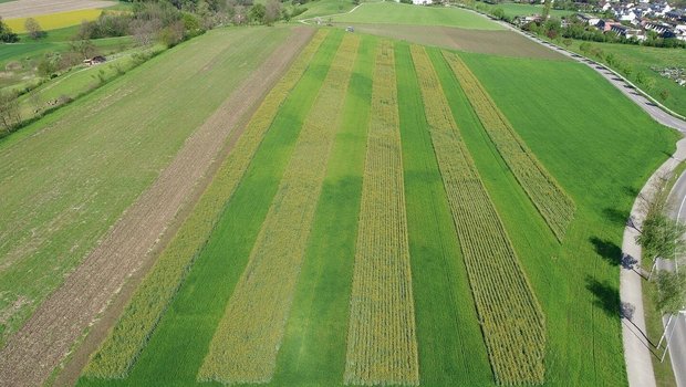 Triticale und Raps während der Blüte im Streifenanbau. Für die Spurführung braucht es ein RTK-Lenksystem. 