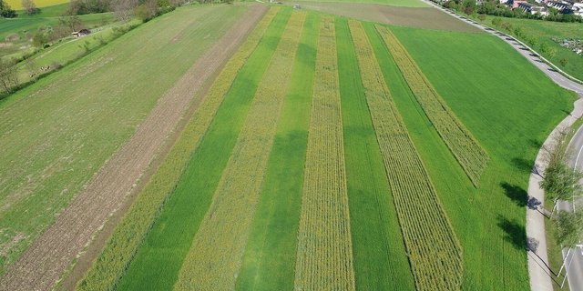 Triticale und Raps während der Blüte im Streifenanbau. Für die Spurführung braucht es ein RTK-Lenksystem. 