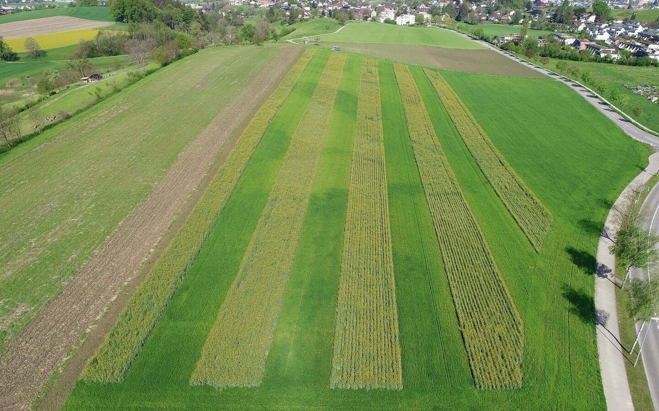 Triticale und Raps während der Blüte im Streifenanbau. Für die Spurführung braucht es ein RTK-Lenksystem. 