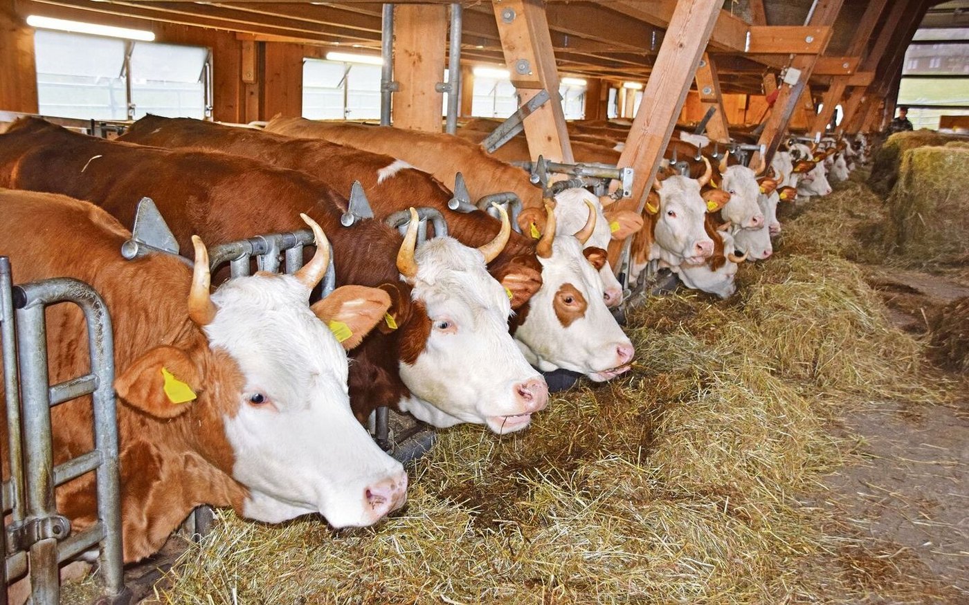 Ein Blick in den Laufstall der Rinder. Ein ehemaliger Lehrling ist für die Hornpflege der Tiere verantwortlich. Das Resultat: grandios.