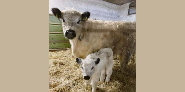 Eine schöne Kuh mit einem ebenso schönen Kalb: Ivolia und ihr Kalb Ivana. (Bild Michel Bischof)