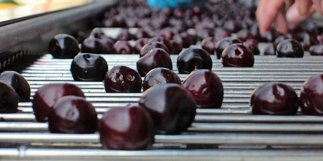 Produktion und Vermarktung von Industriekirschen ist anspruchsvoll, neue Verarbeitungsmöglichkeiten werden gesucht.