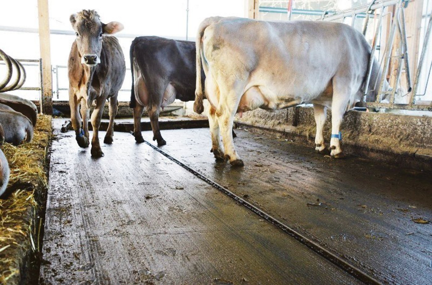 In Laufställen sollen bei festen Böden ein Quergefälle und eine Harnsammelrinnen (Mitte) die Ammoniakemissionen reduzieren.  (Bild zVg)