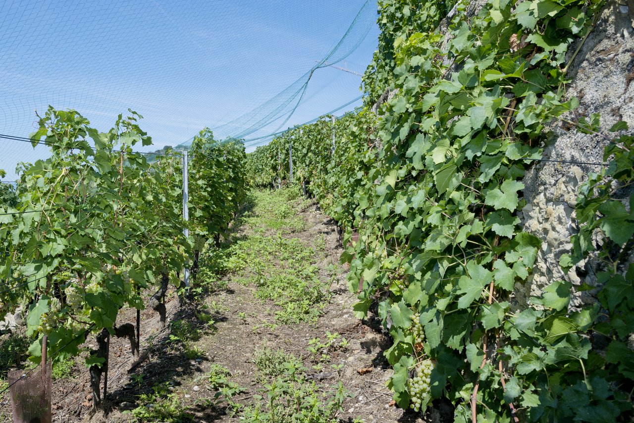 Der Winzer will mit widerstandsfähigen Rebsorten unter schwierigen Bedingungen für die Produktion von Bio-Wein experimentieren. (Symbolbild Miriam Kolmann)