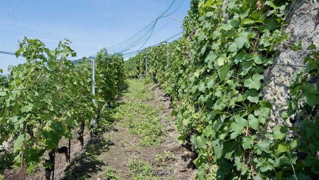 Der Winzer will mit widerstandsfähigen Rebsorten unter schwierigen Bedingungen für die Produktion von Bio-Wein experimentieren. (Symbolbild Miriam Kolmann)