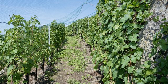 Der Winzer will mit widerstandsfähigen Rebsorten unter schwierigen Bedingungen für die Produktion von Bio-Wein experimentieren. (Symbolbild Miriam Kolmann)
