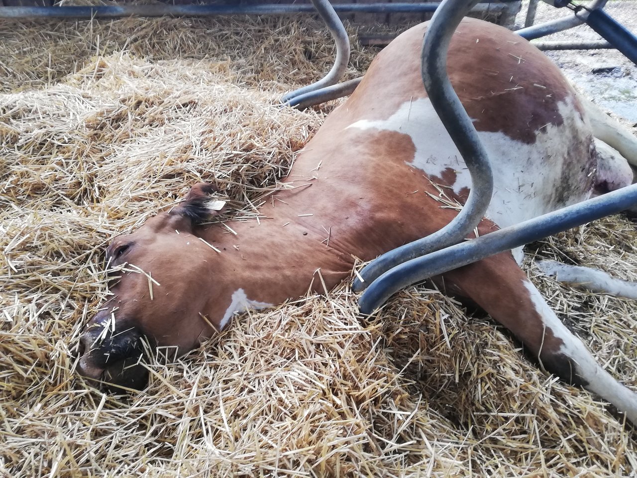 Diese Kuh der Familie Kissling aus Rickenbach in Zürich verendete kurz nachdem sie eine Aluminiumdose gefressen hatte. (Bild zVg)