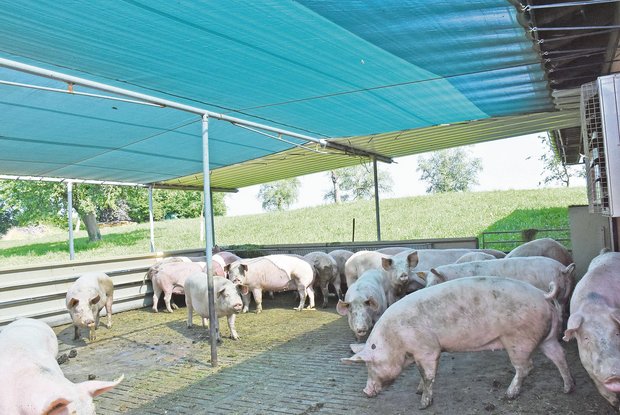 Tipps gegen Hitzestress bei Sauen im Deckzentrum Schatten im Auslauf des Wartestalls: Im Deckzentrum für Zuchtsauen müssen die Betriebsleiter aber auf andere Massnahmen zurückgreifen. (Bild Suisag)
