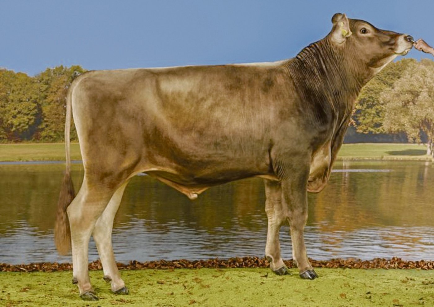 Glehuro bringt viel Milch und einen hohen Eiweissgehalt. Gute Euter und eine gute Beckenlage sind die weiteren Vorzüge.