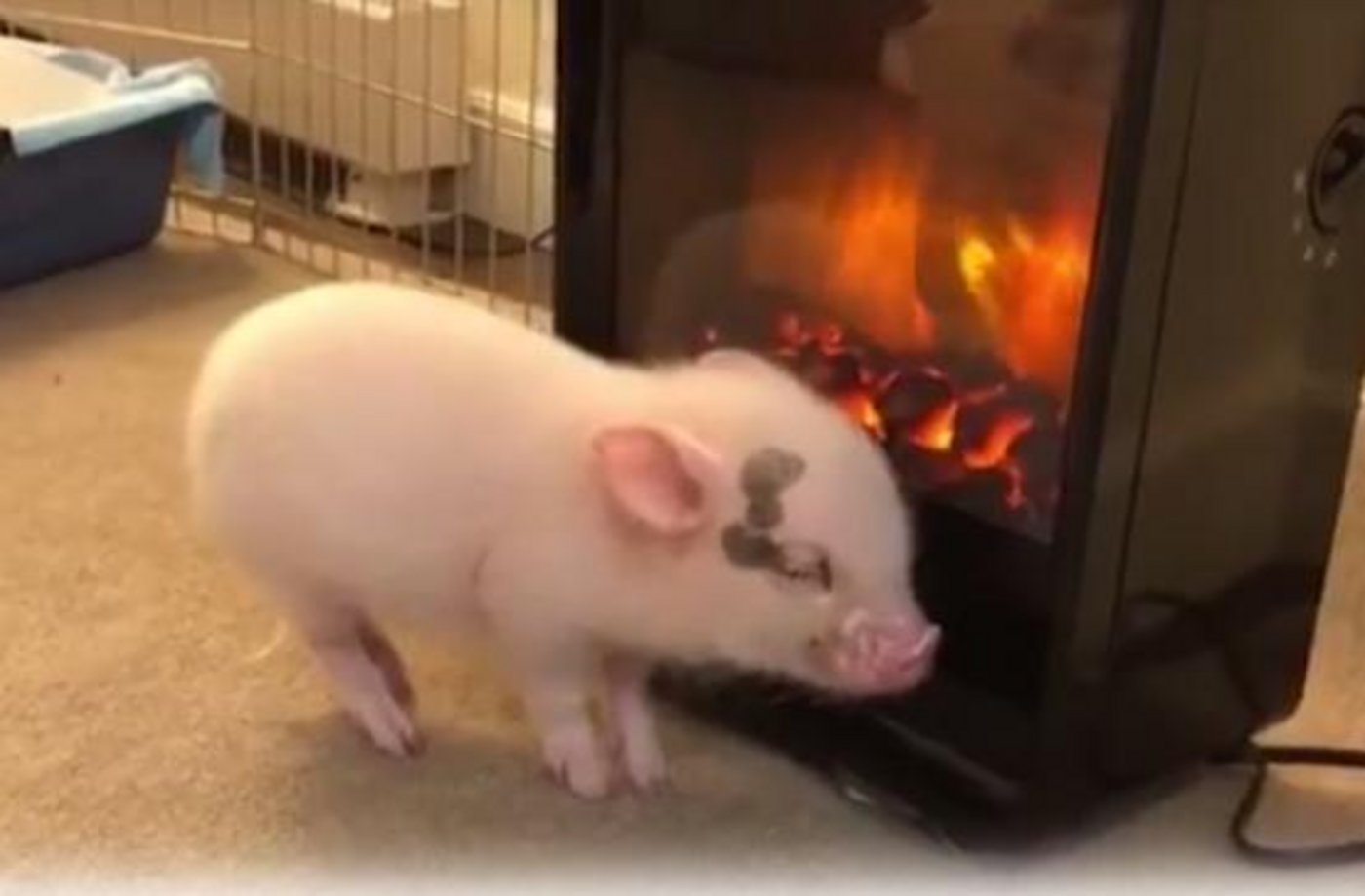 «Oh, schön warm», mag dieses Schwein denken. (Bild Screenshot Youtube)