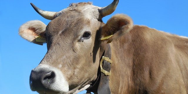 Das Programm für die dreitägige Eliteschau 2022 steht bereits. (Symbolbild Pixabay)