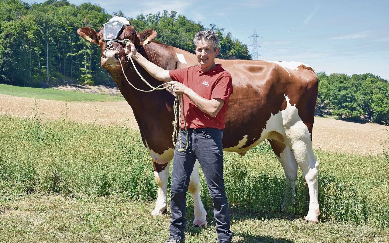 Der Hauptpreis vom ESAF in Pratteln. Der RH-Stier Amnesty Magnus von Jürg Degen aus Pratteln.