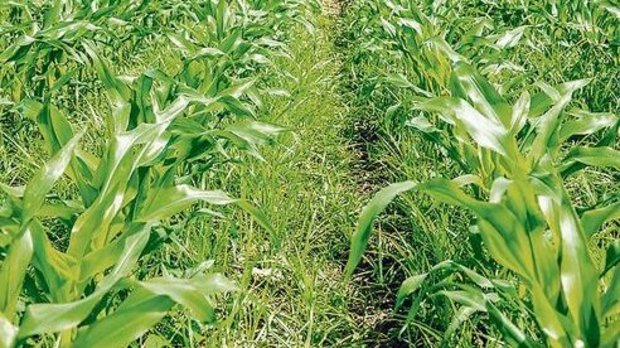 Erdmandelgras in einem Maisfeld. Das Potenzial für Vermehrung und Ausbreitung ist sehr hoch, und der Neophyt kann bei vielen Kulturen zu hohen Ertragsausfällen führen. 
