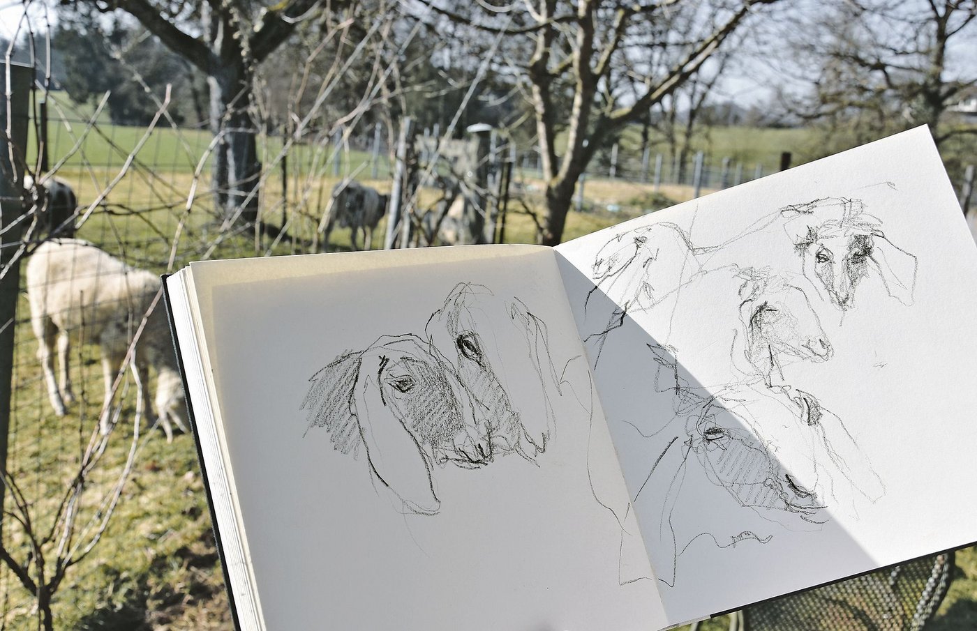 Die Pro-Specie-Rara-Rasse Saaser Mutten auf dem Betrieb sind neuerdings auch Modelle von Gabriela Gfeller-Woodtli. (Bild BauernZeitung/sjh)