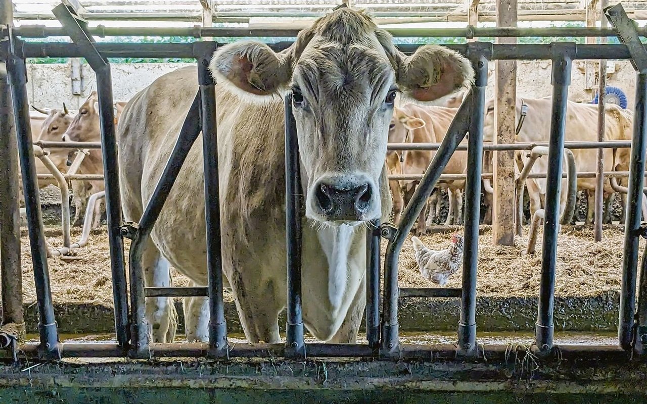Lange Gesichter vor dem Futtertisch. Nicht mehr alle Kühe und Landwirte sind zufrieden mit den Proteingehalten im Bio-Kraftfutter. 