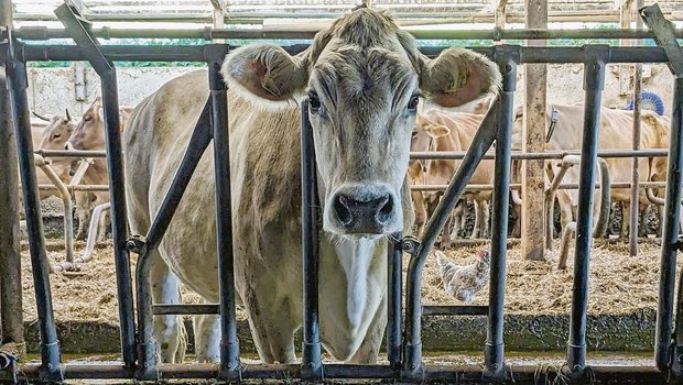 Lange Gesichter vor Lange Gesichter vor dem Futtertisch. Nicht mehr alle Kühe und Landwirte sind zufrieden mit den Proteingehalten im Bio-Kraftfutter.