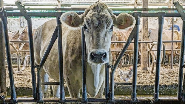 Lange Gesichter vor dem Futtertisch. Nicht mehr alle Kühe und Landwirte sind zufrieden mit den Proteingehalten im Bio-Kraftfutter. 